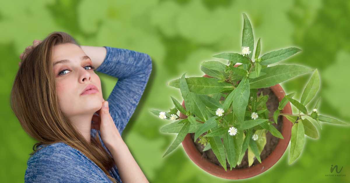 Bhringraj Oil Benefits for Hair growth