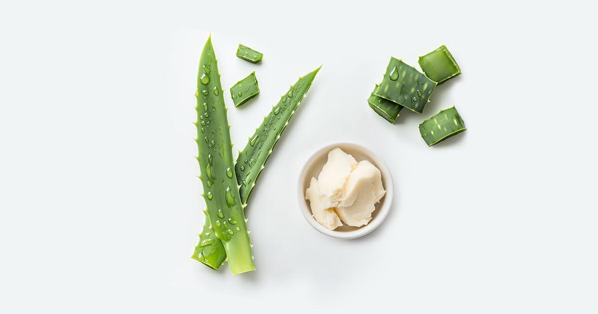 Shea butter vs Aloe vera